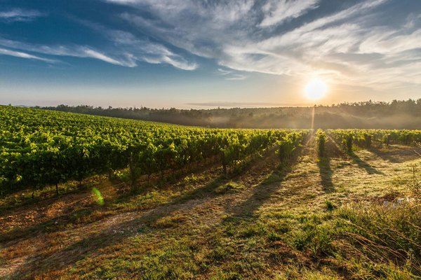 Quels sont les avantages de l'investissement immobilier dans les vignobles ?